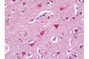 Anti-RPL27 / L27 antibody IHC staining of human brain, cortex. (RPL27 anticorps  (HRP))