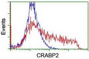 Image no. 4 for anti-Cellular Retinoic Acid Binding Protein 2 (CRABP2) antibody (ABIN1497620) (CRABP2 anticorps)