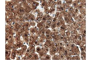 Image no. 12 for anti-5'-Nucleotidase Domain Containing 1 (NT5DC1) antibody (ABIN1499837)