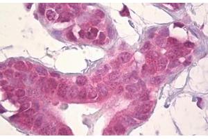 Anti-DLX5 antibody IHC staining of human breast, epithelium. (DLX5 anticorps  (AA 91-140))