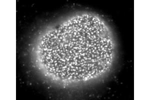 Immunofluorescence (IF) image for anti-Nucleoporin 153kDa (NUP153) (AA 610-1191) antibody (ABIN2452062) (NUP153 anticorps  (AA 610-1191))