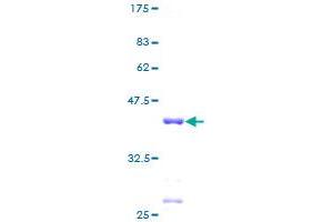 SDS-PAGE (SDS) image for Ribosomal Protein L30 (RPL30) (AA 1-115) protein (GST tag) (ABIN1318604)