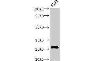 Western Blot Positive WB detected in: K562 whoel cell lysate All lanes: SPCS2 antibody at 3 μg/mL Secondary Goat polyclonal to rabbit IgG at 1/50000 dilution Predicted band size: 26 kDa Observed band size: 26 kDa (SPCS2 anticorps  (AA 7-86))