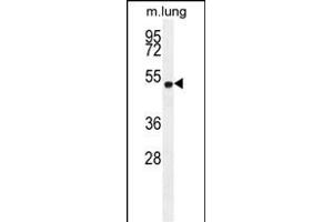 ELL Antibody (C-term) (ABIN654130 and ABIN2844004) western blot analysis in mouse lung tissue lysates (35 μg/lane). (ELL anticorps  (C-Term))