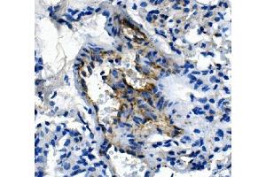 IHC analysis of Pecam1 using anti-Pecam1 antibody (ABIN7601672). (CD31 anticorps  (AA 41-491))