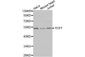Western blot analysis of extracts of various cell lines, using TCF7 antibody. (TCF7 anticorps)