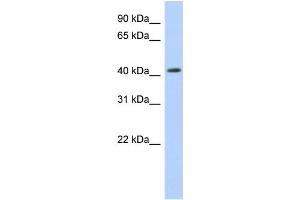 WB Suggested Anti-NR1H2 Antibody Titration:  0. (NR1H2 anticorps  (Middle Region))