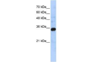 WB Suggested Anti-C1QTNF4 Antibody Titration: 0. (C1QTNF4 anticorps  (Middle Region))