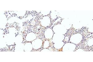 ABIN184728 (4µg/ml) staining of paraffin embedded Human Bone Marrow.