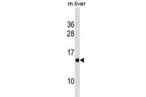 MS4A13 Antibody (N-term) (ABIN1881554 and ABIN2838650) western blot analysis in mouse liver tissue lysates (35 μg/lane). (MS4A13 anticorps  (N-Term))