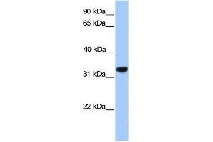 CACNG4 antibody used at 1 ug/ml to detect target protein. (CACNG4 anticorps  (N-Term))