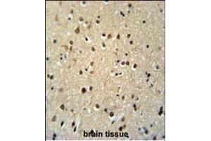 TSH2 Antibody (N-term) (ABIN651481 and ABIN2840262) immunohistochemistry analysis in formalin fixed and paraffin embedded human brain tissue followed by peroxidase conjugation of the secondary antibody and DAB staining.