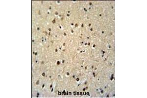 TSH2 Antibody (N-term) (ABIN651481 and ABIN2840262) immunohistochemistry analysis in formalin fixed and paraffin embedded human brain tissue followed by peroxidase conjugation of the secondary antibody and DAB staining. (THNSL2 anticorps  (N-Term))