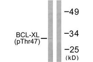 Western blot analysis of extracts from 293 cells treated with UV 30', using BCL-XL (Phospho-Thr47) Antibody.