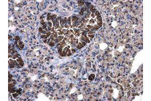 IHC-P Image Calpain 1 antibody [N3C2], Internal detects Calpain 1 protein at cytoplasm on mouse lung by immunohistochemical analysis. (CAPN1 anticorps)