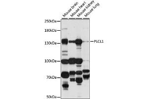 Western blot analysis of extracts of various cell lines, using PLCL1 antibody (ABIN7269343) at 1:1000 dilution. (PLCL1 anticorps  (AA 110-350))