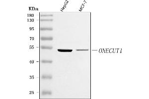 Western blot analysis of ONECUT1 using anti-ONECUT1 antibody (ABIN7599190).