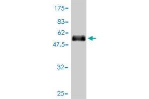 Western Blot detection against Immunogen (52.