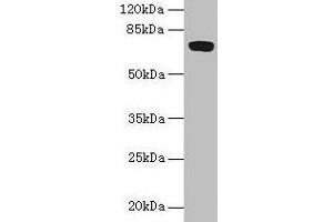 Western blot All lanes: FAM234B antibody at 6 μg/mL + Human placenta tissue Secondary Goat polyclonal to rabbit IgG at 1/10000 dilution Predicted band size: 68 kDa Observed band size: 68 kDa