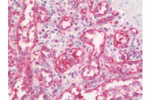 Anti-PPP1R11 antibody IHC staining of human spleen.