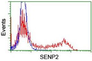 Image no. 2 for anti-SUMO1/sentrin/SMT3 Specific Peptidase 2 (SENP2) (AA 139-523) antibody (ABIN1490930) (SENP2 anticorps  (AA 139-523))