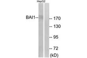 Western blot analysis of extracts from HepG2 cells, using BAI1 Antibody. (BAI1 anticorps  (AA 691-740))
