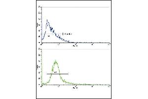 Flow cytometric analysis of NCI- cells using ABCC1 Antibody (C-term)(bottom histogram) compared to a negative control cell (top histogram).