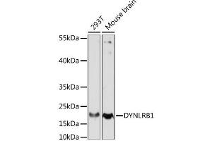 Western blot analysis of extracts of various cell lines, using DYNLRB1 antibody. (DYNLRB1 anticorps)