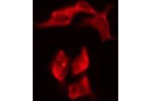 ABIN6276188 staining HeLa by IF/ICC. (OR8G1 anticorps  (C-Term))