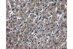 Immunohistochemical staining of paraffin-embedded liver tissue using anti-RALBP1mouse monoclonal antibody.