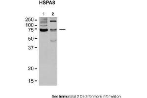Sample Type: 1. (Hsc70 anticorps  (N-Term))