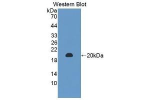 Western Blotting (WB) image for anti-Peptidoglycan Recognition Protein 1 (PGLYRP1) (AA 19-182) antibody (ABIN1860201) (PGLYRP1 anticorps  (AA 19-182))