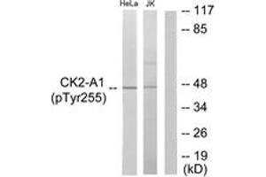 Western blot analysis of extracts from HeLa cells and Jurkat cells, using Casein Kinase II alpha (Phospho-Tyr255) Antibody. (CSNK2A1/CK II alpha anticorps  (pTyr255))