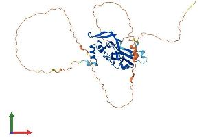 AlphaFold protein structure predicition of Human Recombinant TBX10 Protein, UniprotID O75333