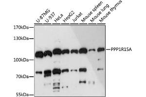 Western blot analysis of extracts of various cell lines, using PPP1R15A antibody (ABIN7269676) at 1:3000 dilution. (GADD34 anticorps  (AA 375-674))
