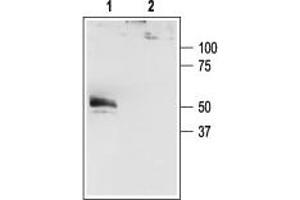 Western blot analysis of HEK-293-KCNK4 transfected cells: - 1. (KCNK4 anticorps  (C-Term, Intracellular))