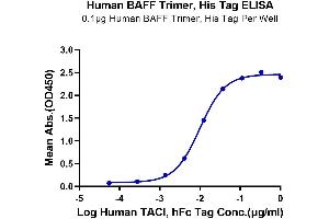 Immobilized Human BAFF Trimer, His Tag at 1 μg/mL (100 μL/well) on the plate.