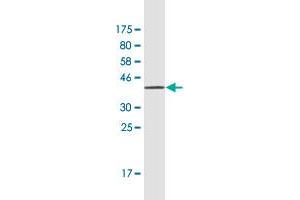 Western Blot detection against Immunogen (42.