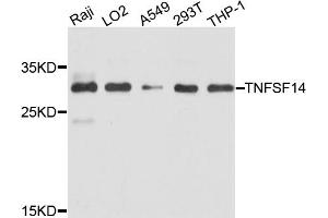 Western blot analysis of extracts of various cell lines, using TNFSF14 antibody (ABIN4905452) at 1:1000 dilution. (TNFSF14 anticorps)