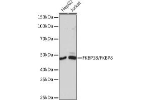 Western blot analysis of extracts of various cell lines, using FKBP38/FKBP8 Rabbit mAb (ABIN7267214) at 1:1000 dilution. (FKBP8 anticorps)