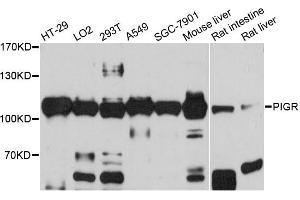 Western blot analysis of extracts of various cell lines, using PIGR antibody (ABIN5973611) at 1/1000 dilution. (PIGR anticorps)