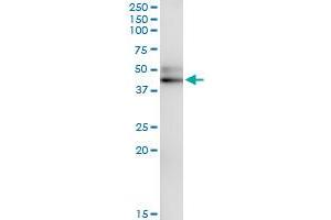 Immunoprecipitation of SERPINA12 transfected lysate using anti-SERPINA12 MaxPab rabbit polyclonal antibody and Protein A Magnetic Bead , and immunoblotted with SERPINA12 MaxPab mouse polyclonal antibody (B01) .