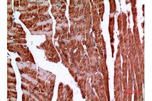 Immunohistochemistry (IHC) analysis of paraffin-embedded Mouse Muscle, antibody was diluted at 1:100. (Amphiphysin anticorps  (C-Term))