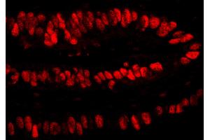 Immunofluorescence (IF) image for anti-Proliferating Cell Nuclear Antigen (PCNA) (C-Term) antibody (ABIN7455223)