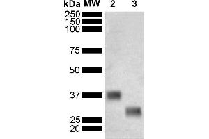 Western Blot analysis of Schistosoma japonicum Purified GST showing detection of 26 kDa GST protein using Mouse Anti-GST Monoclonal Antibody, Clone 3E2 (ABIN5650752). (GST anticorps  (FITC))