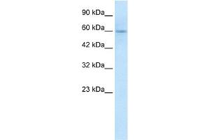 WB Suggested Anti-GSK3A Antibody Titration:  1. (GSK3 alpha anticorps  (N-Term))