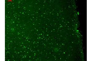 Immunohistochemistry analysis using Mouse Anti-KCNQ1 Monoclonal Antibody, Clone S37A-10 .