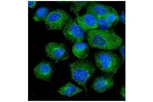 IF analysis of VAPB using anti-VAPB antibody (ABIN5693292). (VAPB anticorps  (AA 2-55))
