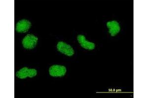 Image no. 2 for anti-Histone H3.3 (AA 1-137) antibody (ABIN1498570)