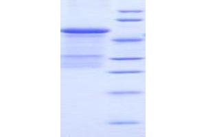 SDS-PAGE analysis of Mouse uPAR Protein. (PLAUR Protéine)